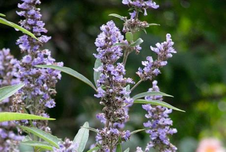 Tinktura konopljike za imunitet ženskih organa