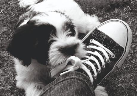 Osiguranje od odgovornosti za štete koje uzrokuje kućni ljubimac