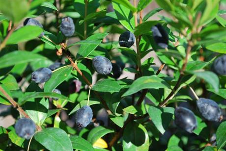 Mirta, tamnoplave bobice koje još stignete pobrati