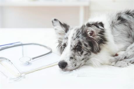 Kako teče anasteziranje psa i mace?