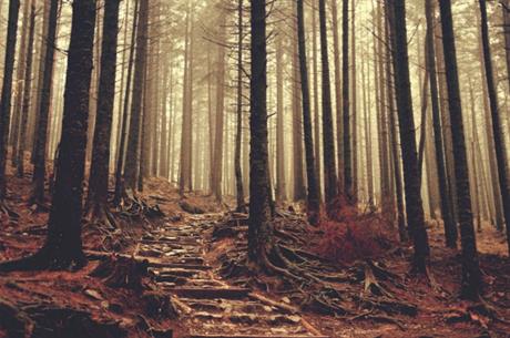 Naknada za korištenje općekorisnih funkcija šuma