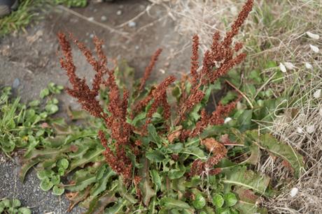 Štavelj – brzo rješenje za probavne viroze
