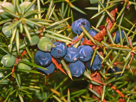 Kneippova kura bobicama borovice za čišćenje organizma