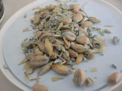 Trovanje otrovom za štakore