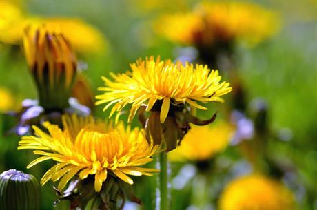 Proljetno cvijeće – jestivi i ljekoviti buketi