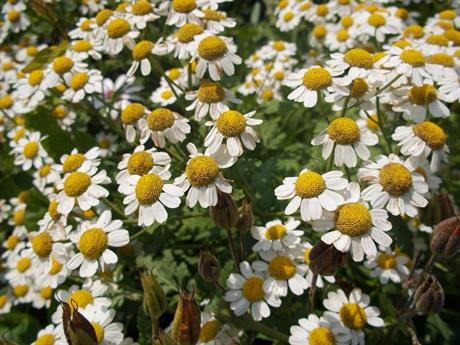 Presađivanje ljekovitog bilja u vlastiti vrt