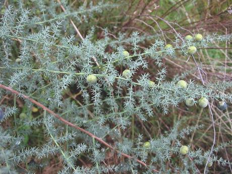 Samonikli jestivi izdanci i detoks