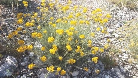 Kako napraviti (dobro) ulje od smilja?