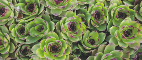 Čuvarkuća za upalu uha, da ili ne?