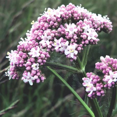 Biljke za teška vremena