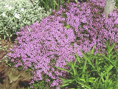 Sirup od majčine dušice za grlo kod kašlja i prehlada