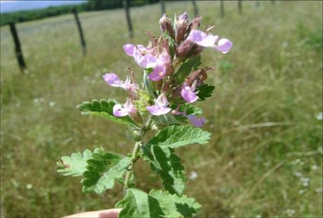 Dubačac: gorki čaj za osvježenje cijelog tijela