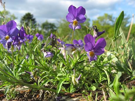 Maćuhica protiv raznih kožnih oboljenja