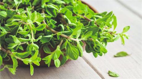 Mažuran – za probavu, prehladu i glavobolju