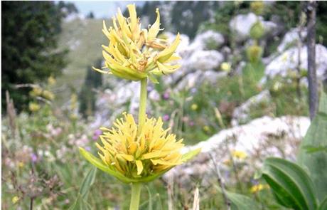 Lincura ili sirištara