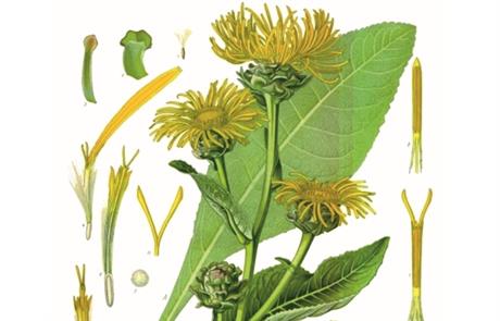 Oman za jačanje i čišćenje pluća