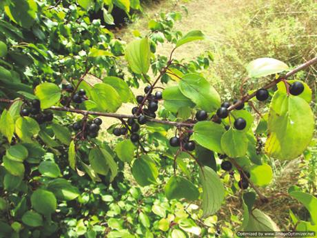 Krkavina protiv zatvora