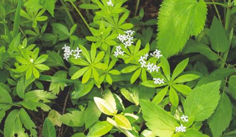 Lazarkinja ili mirisna broćika, za lakši san