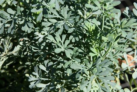 Ruta ili rutvica, i ljekovita i otrovna biljka