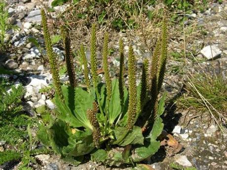 Širokolisni trputac za rane, ali i kašalj
