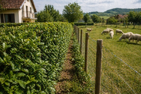Je li susjed smio postaviti ogradu odmah uz moju živicu?
