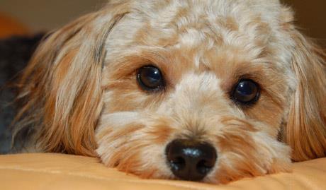 VARIJACIJE SPOLNOG CIKLUSA