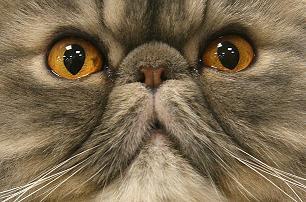 Herpes virusna infekcija kod mačića