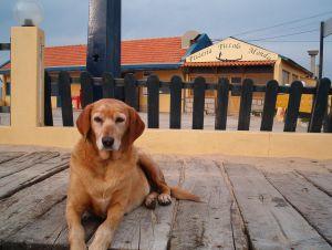 Na što obratiti pažnju pri kupnji stana ako imate kućne ljubimce