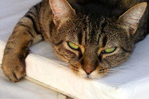 Problemi štitnjače kod mačaka