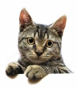 Bolesti usta kod mačaka