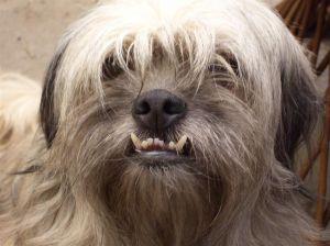 Upala desni kod pasa i mačaka