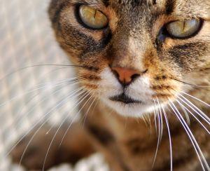 Upale u usnoj šupljini kod mačaka