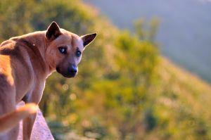 Cijepljenje protiv bjesnoće