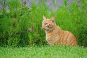 Prehrana starog psa i mace