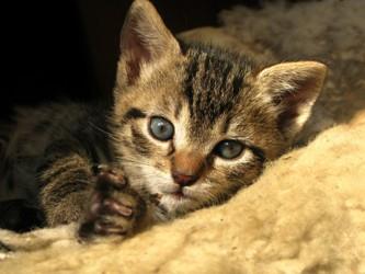 Polipi u uhu mačaka