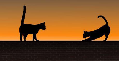 Gljivična oboljenja mačaka