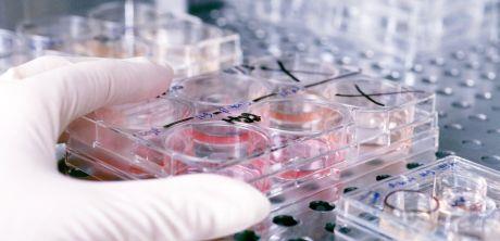 Gdje je nestao virus svinjske gripe?