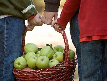 Izbori za sakupljača jabuka