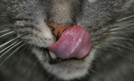 Kada mačka odbija jesti