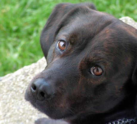 Maligni limfomi u pasa