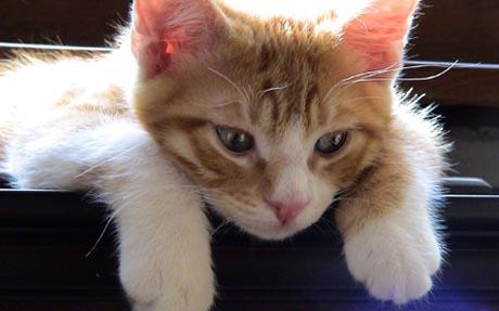 Uzroci otežanog mokrenja mačaka