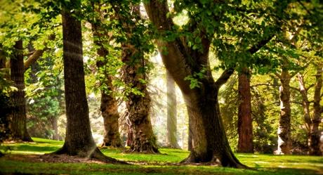 Privatizacija javnih poduzeća