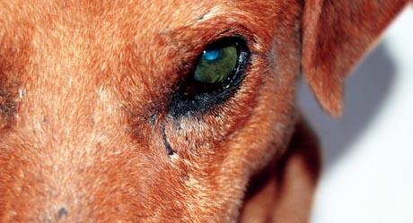 Bolesti rožnice kod pasa