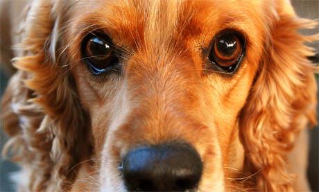 Smanjeno suzenje očiju kod pasa