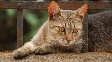 Sterilizacija mačaka