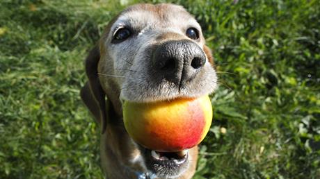 Uzroci proljeva kod pasa i mačaka