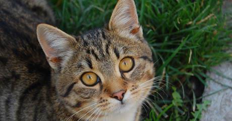 Herpes virus u mačaka