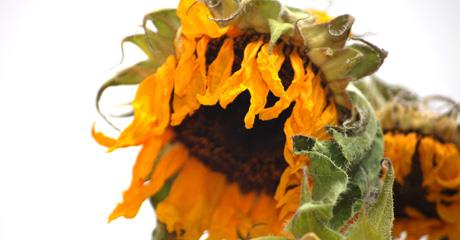 Što se ubija zračenjem?