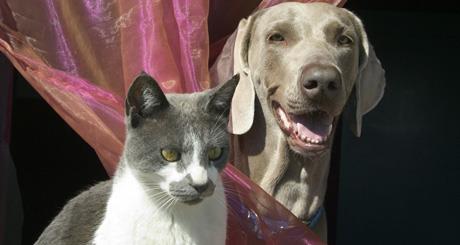 Leukemije kod pasa i mačaka