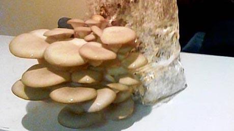 Uzgoj gljiva na talogu od kave